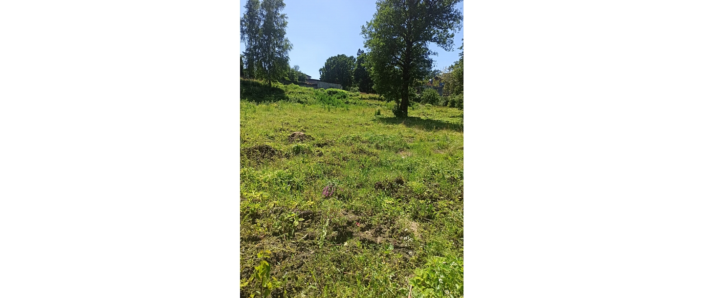Forestation