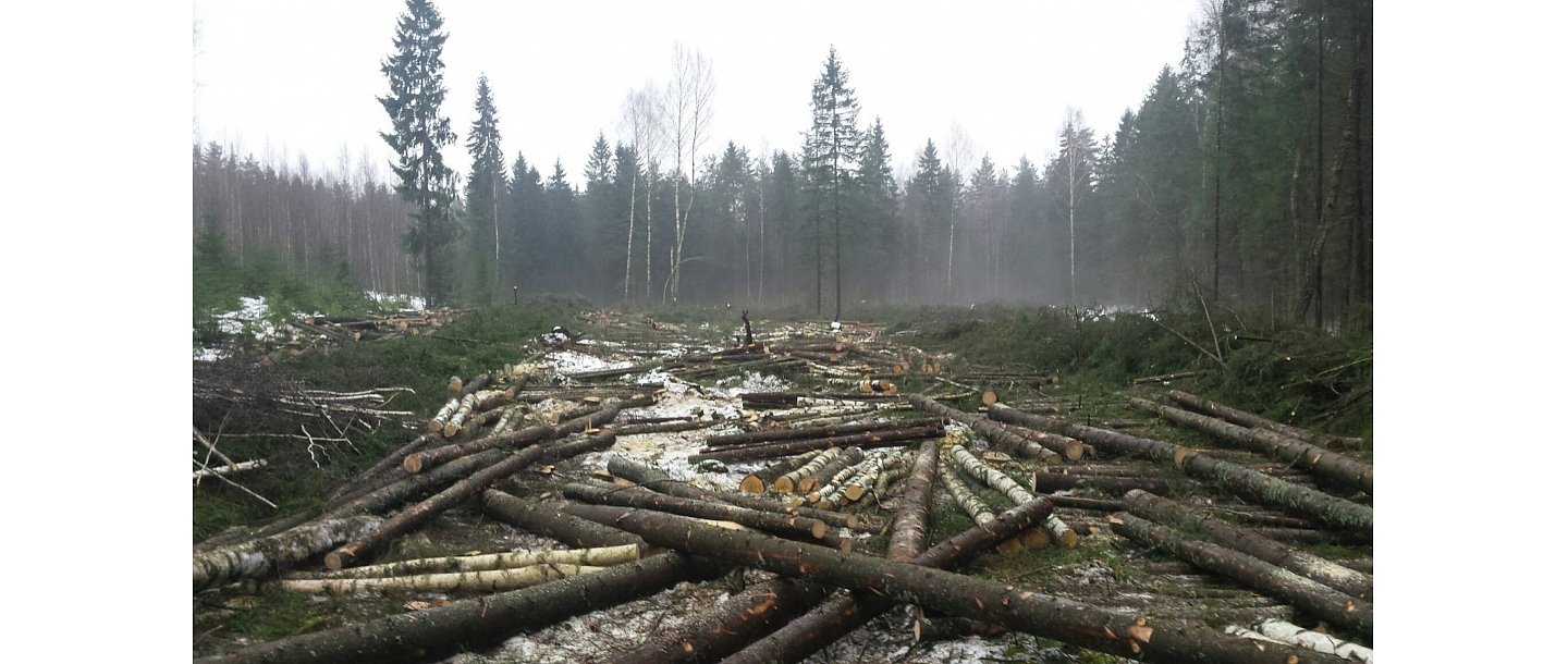 Purchase of felling areas