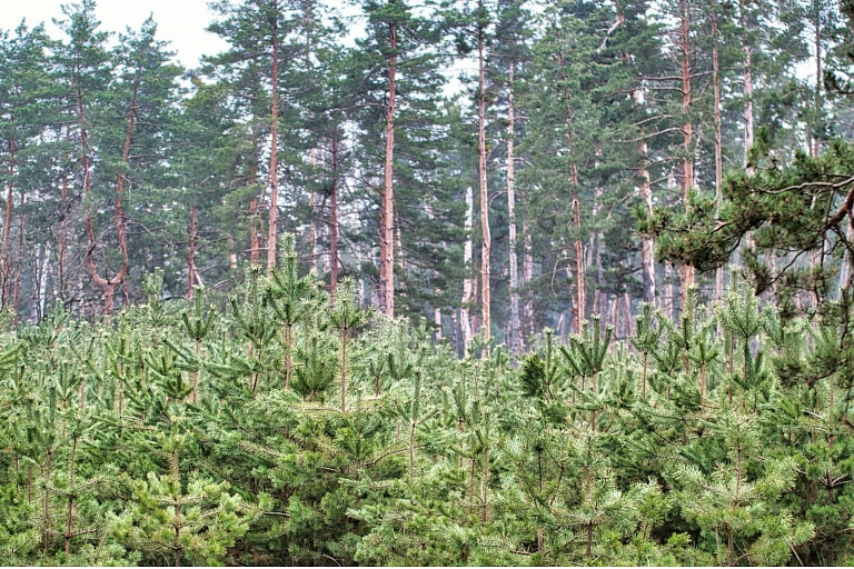 Forestation