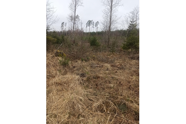 Forestry services