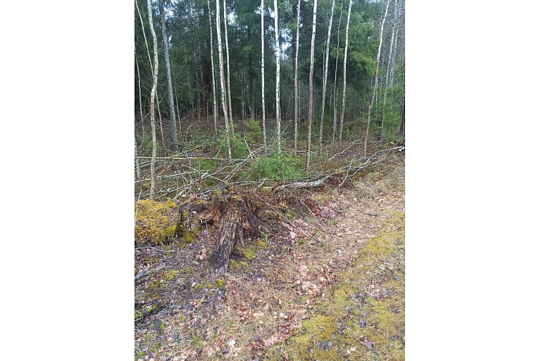 Forestry