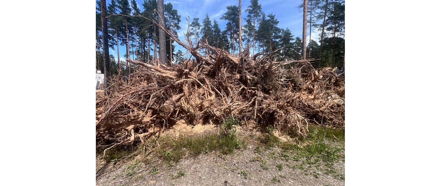 forest acquisition