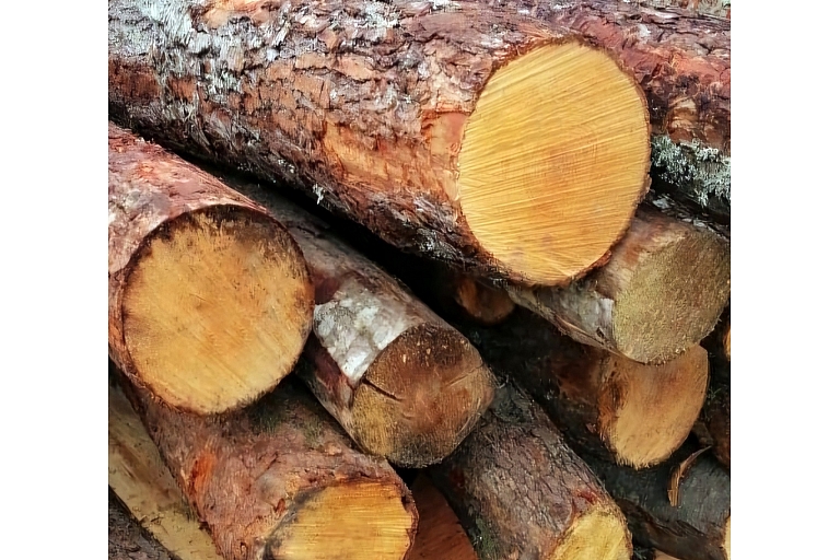 Black alder