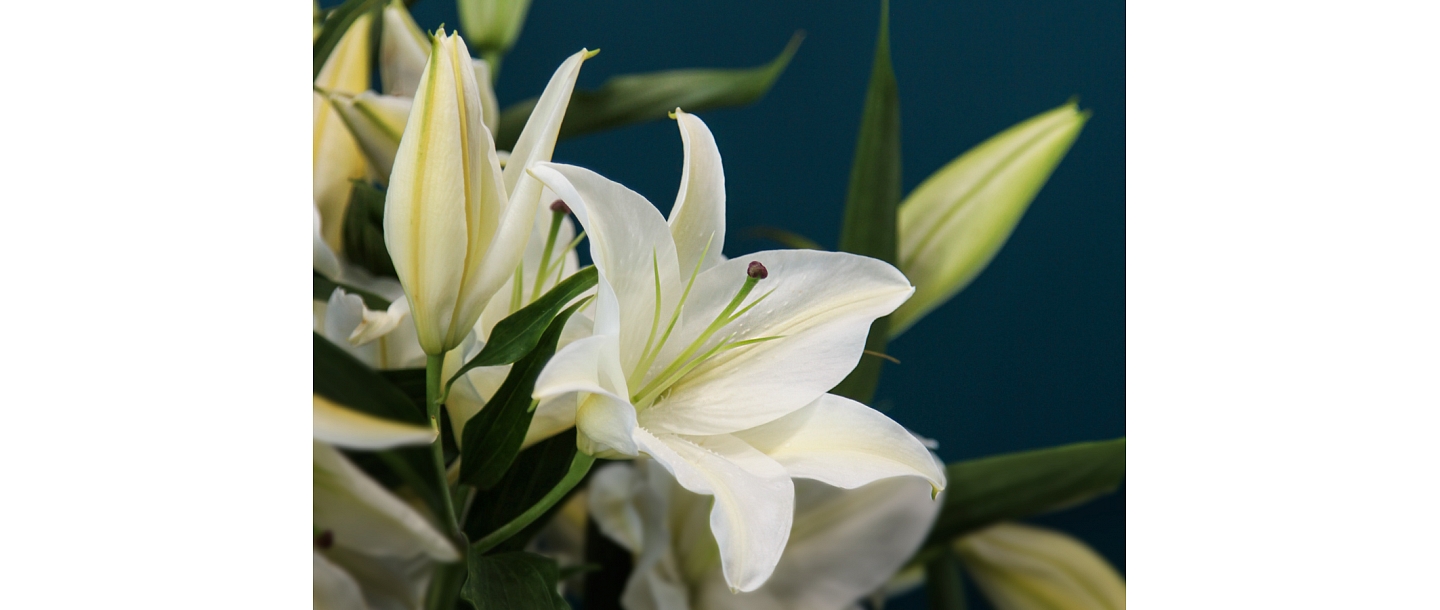 Funeral services