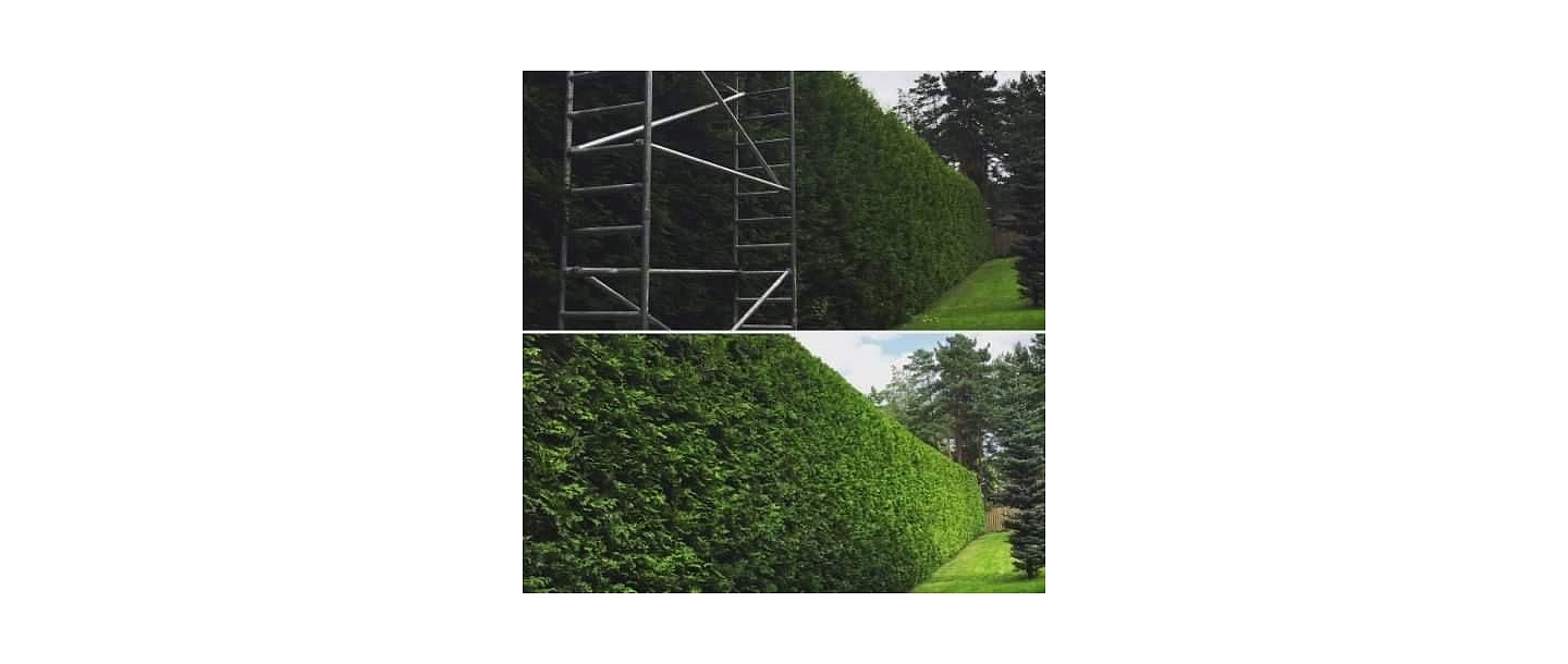 Trimming a thuja hedge