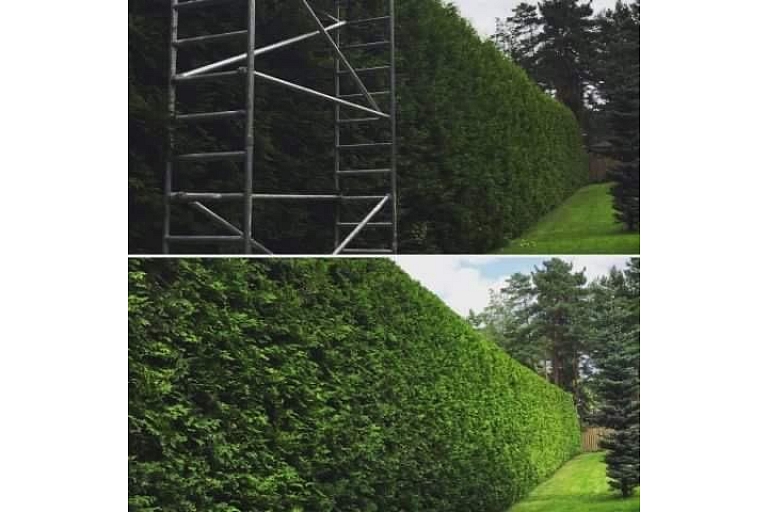 Trimming a thuja hedge