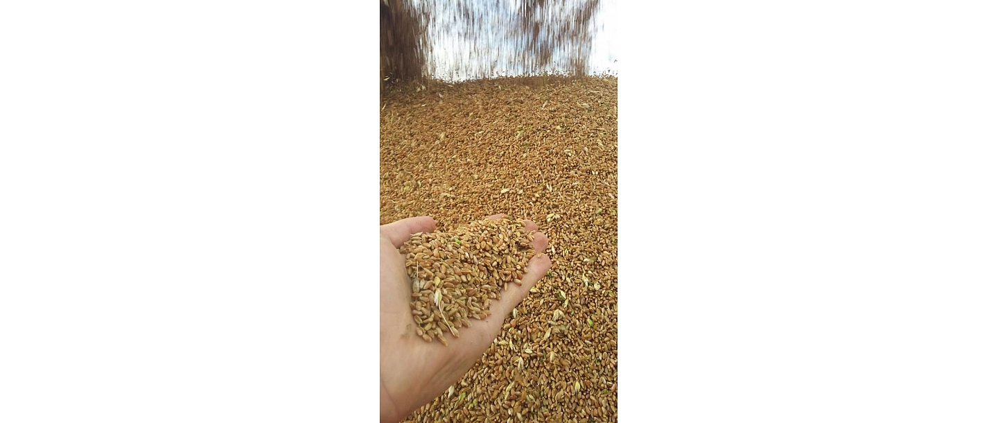 Grains cereals Flax agro