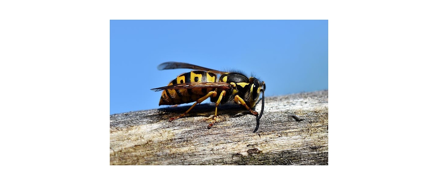 Дератизация