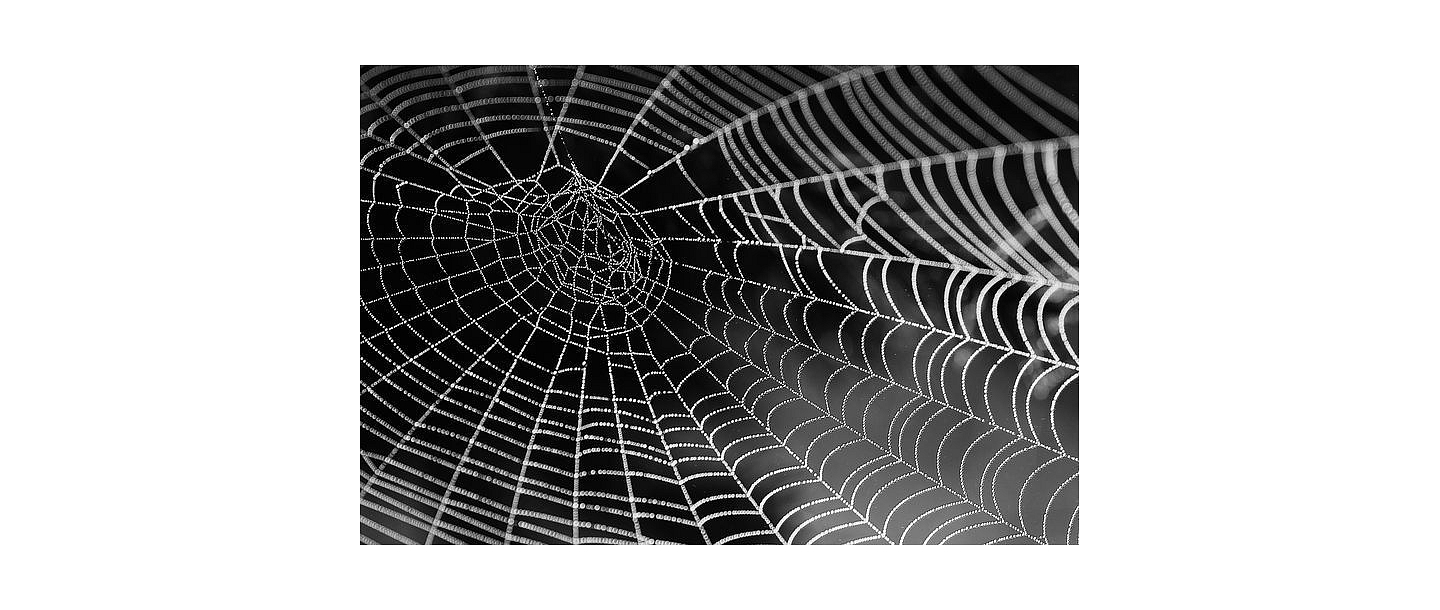 Deratization services