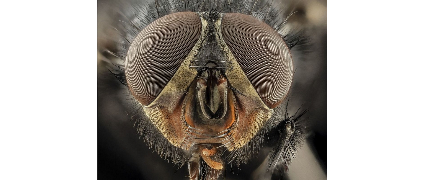 Disinsection in Riga