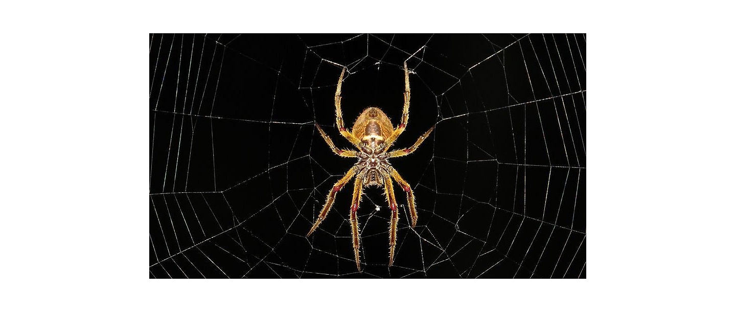 Дезинсекция