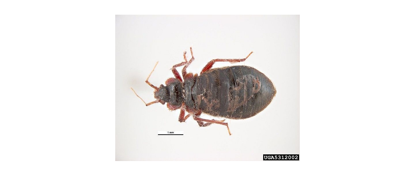 Ejection of bed bugs