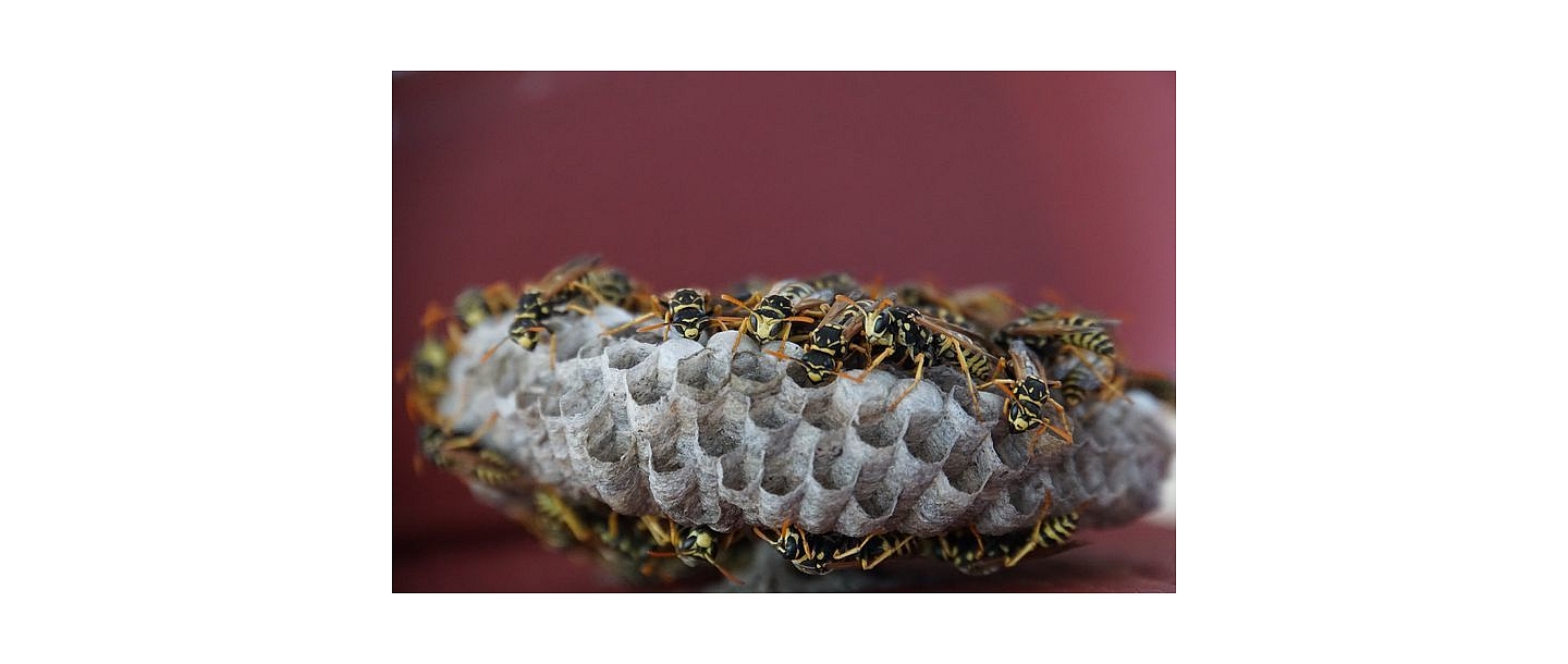 Wasp control