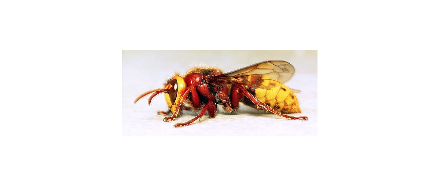 Травление ос