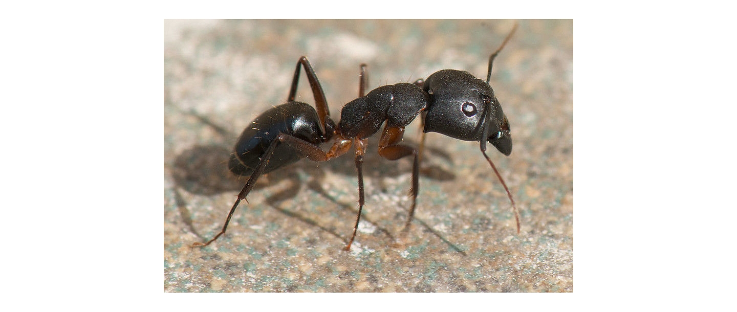 Ant destruction