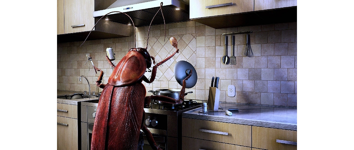 Cockroach in the kitchen