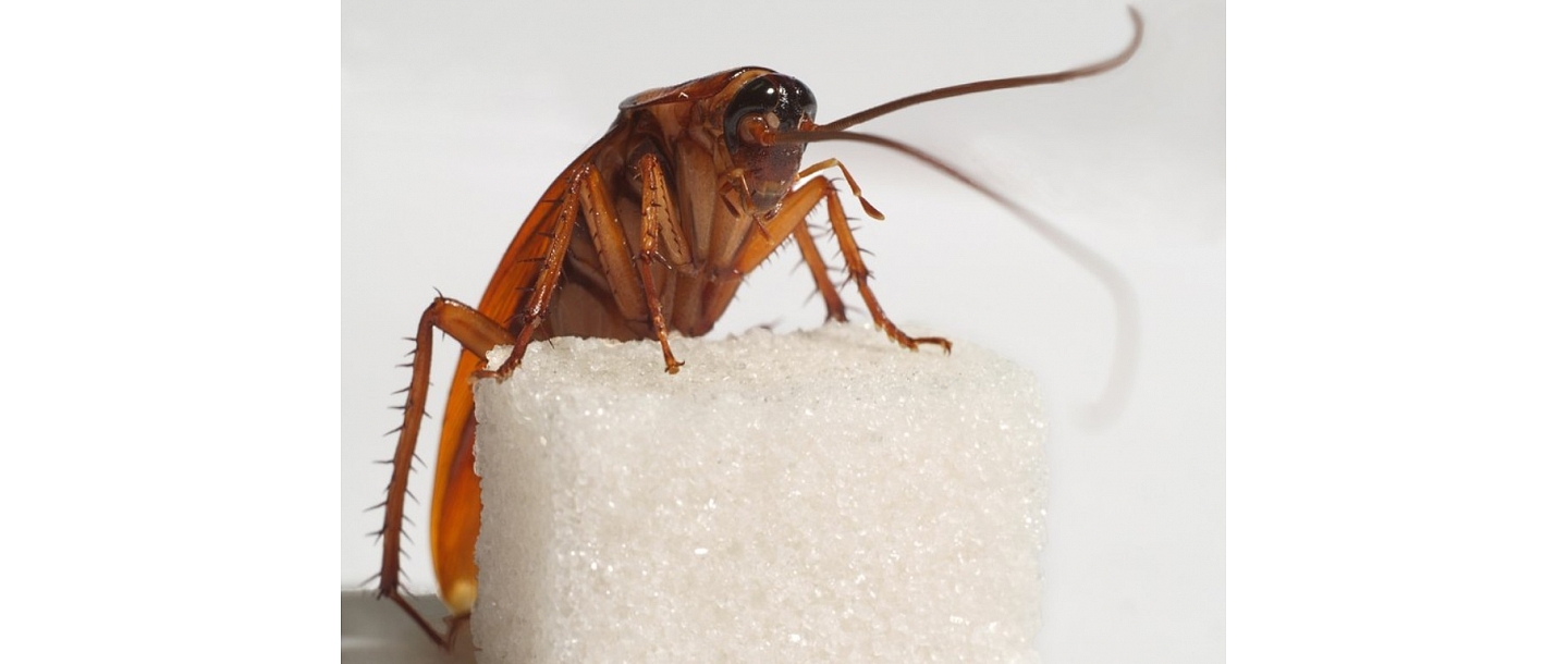 Cockroach, sugar