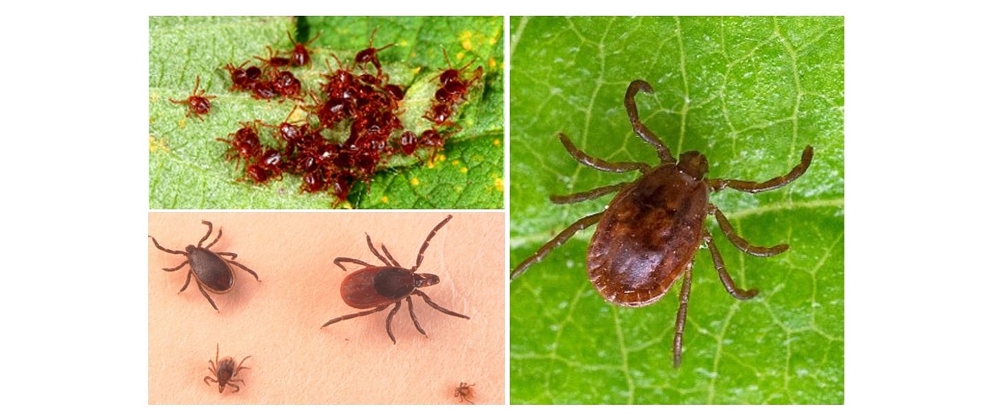 Deratisation, disinfection services