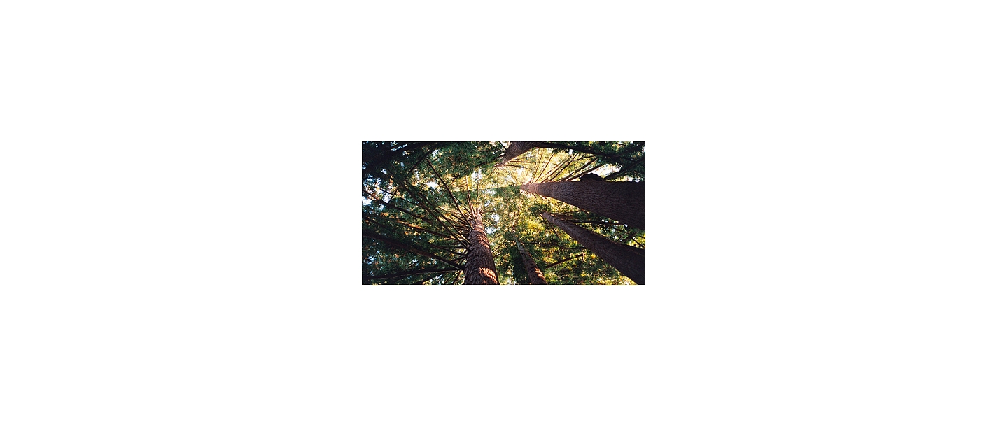 Forest administration