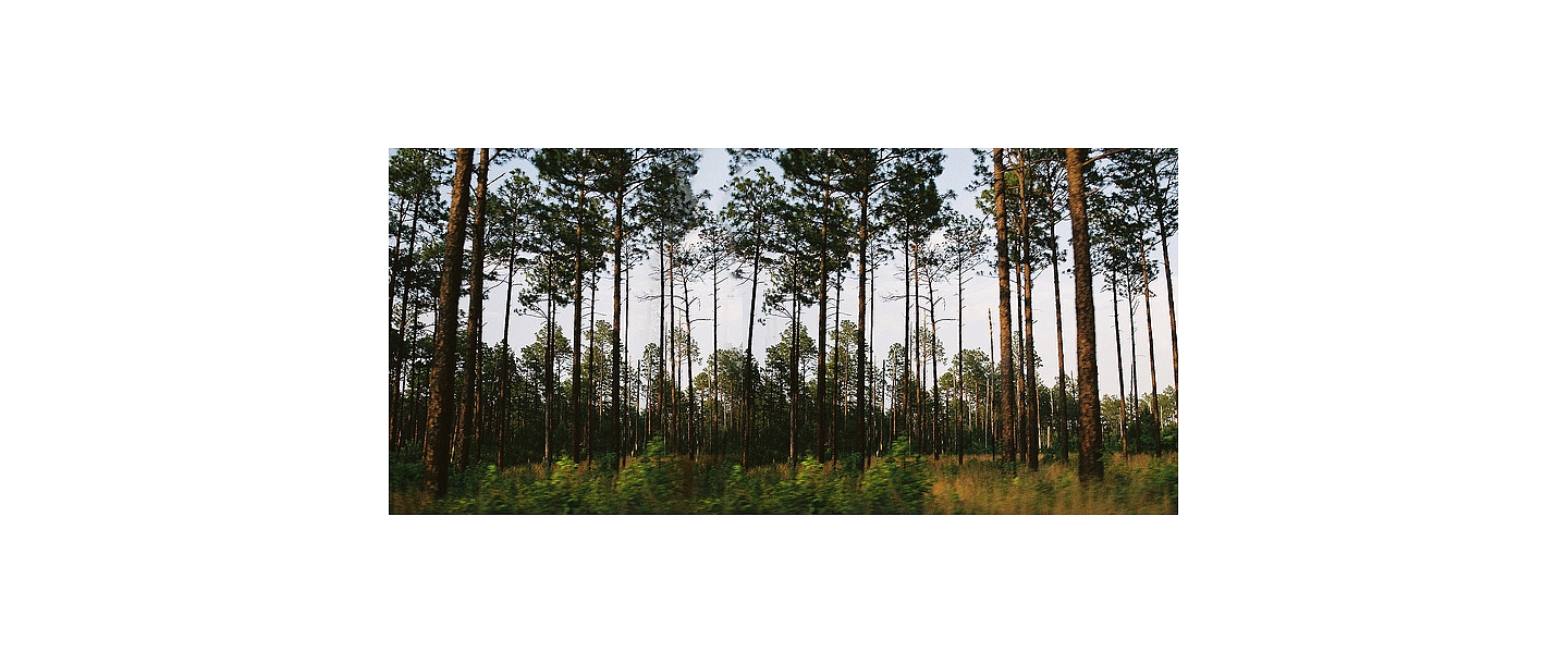 Forest administration