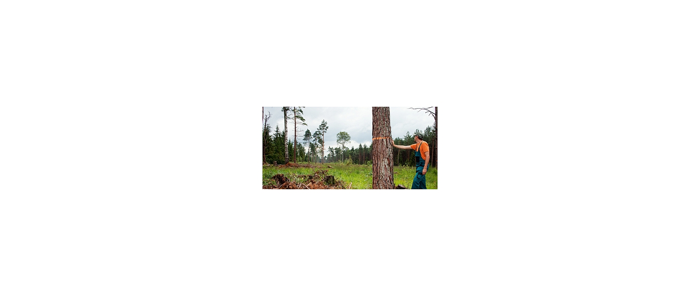 Forest administration