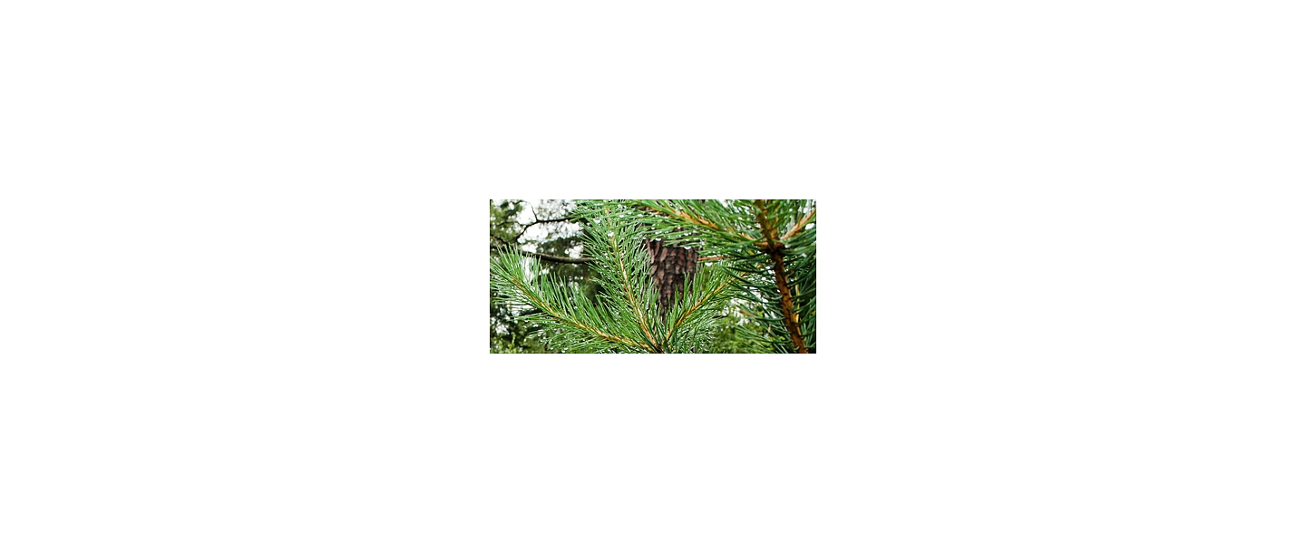 Forest administration