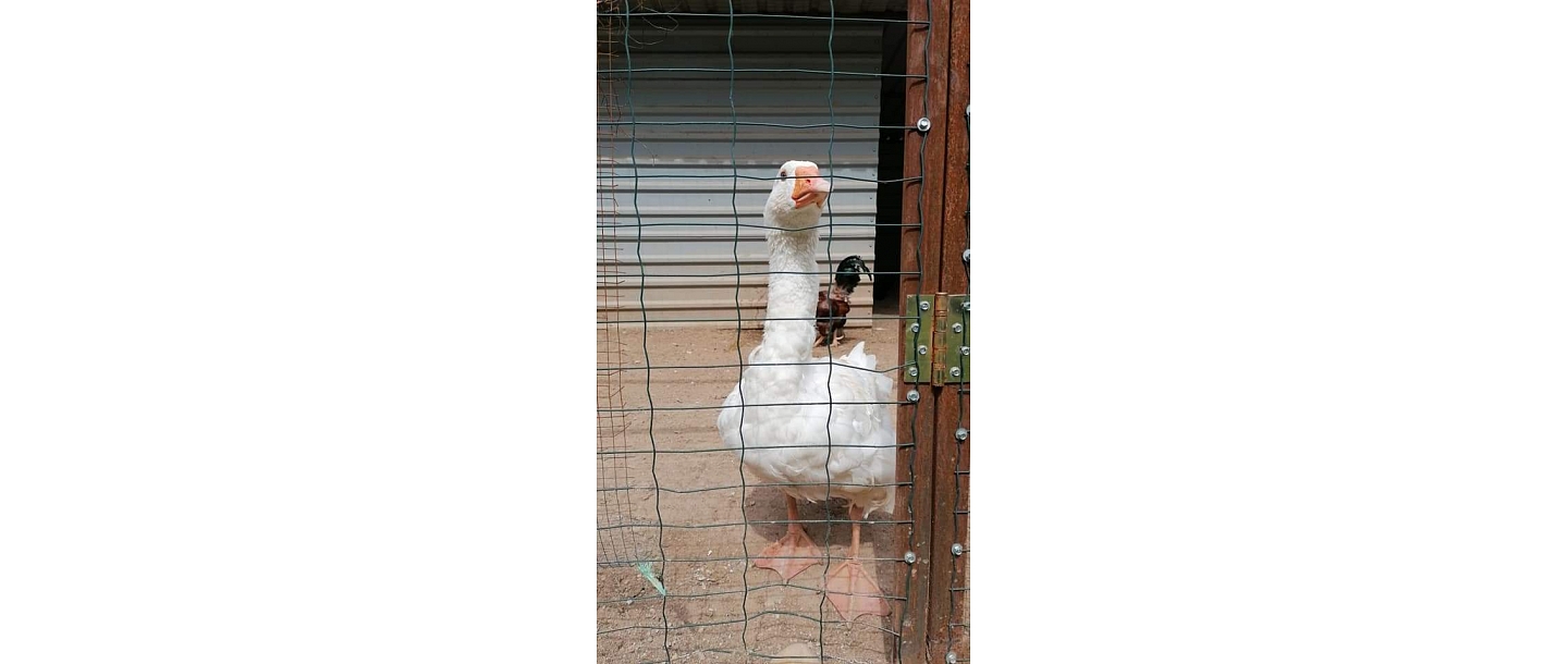 Zoodārzs Rēzeknē
