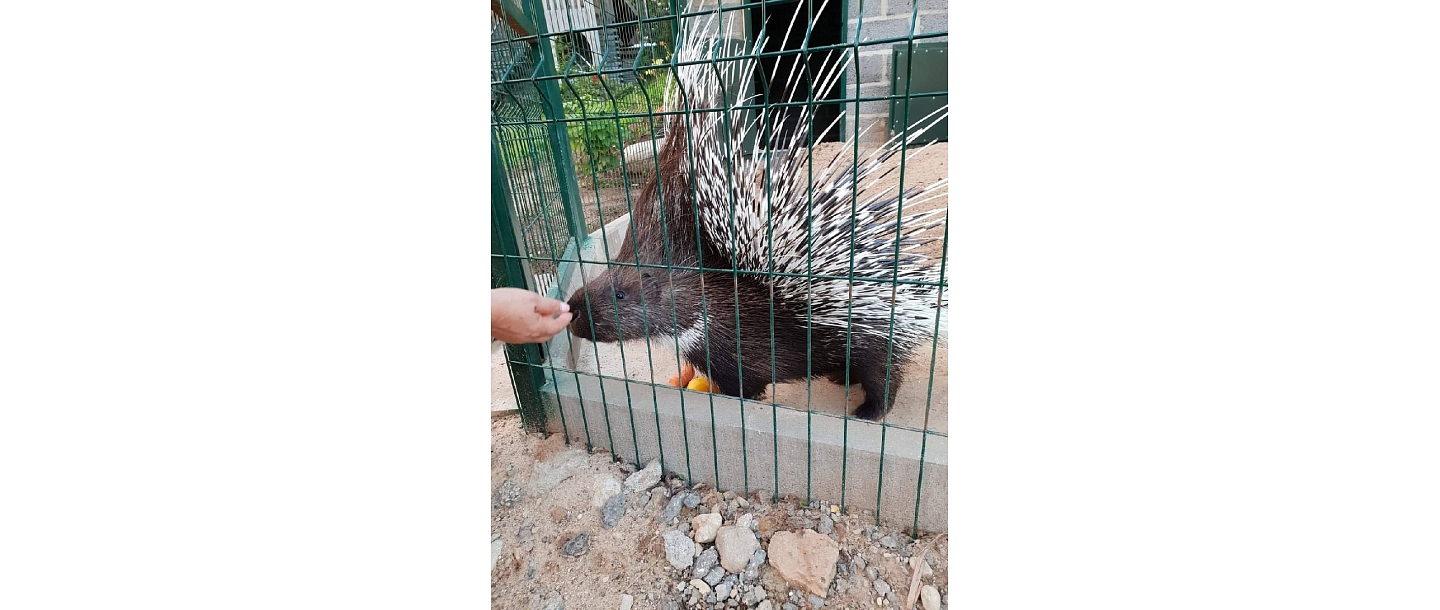 Mini zoodārzs "Rozīte"