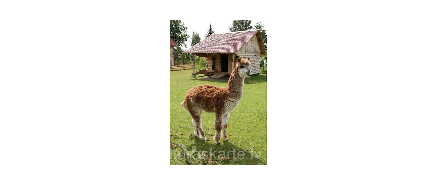 Mini zoodārzs "Rozīte"