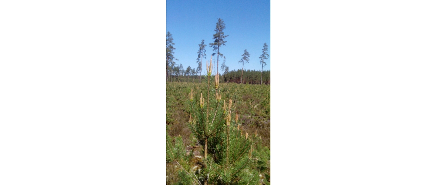 Forest purchase, forest cutting