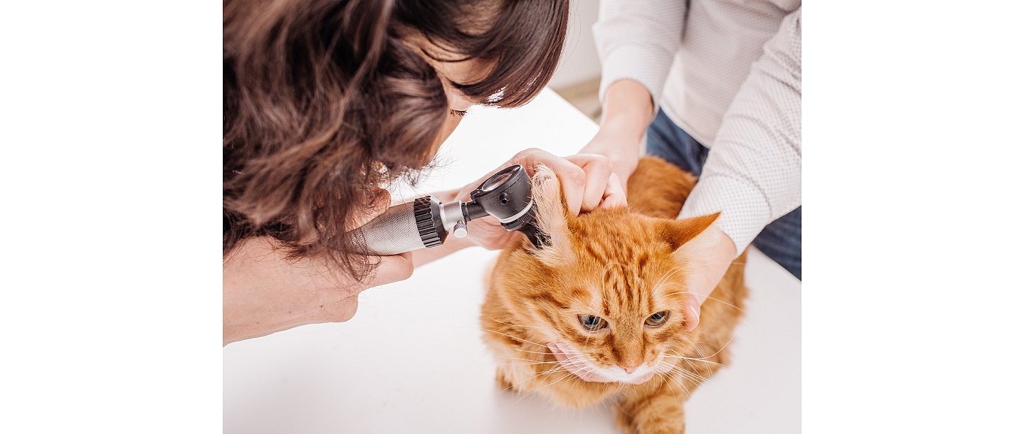 Veterinary clinic IKAROSS