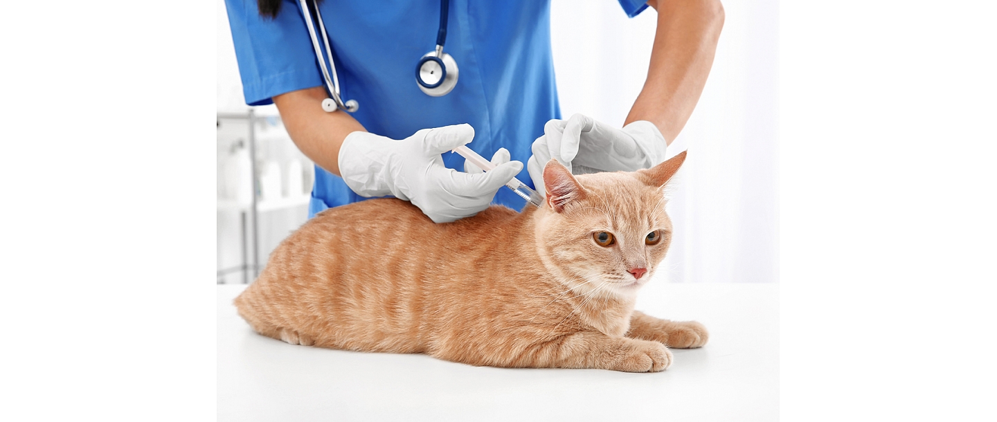 Veterinary clinic IKAROSS