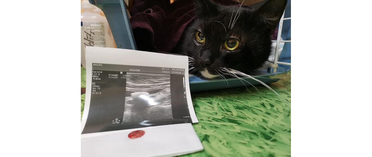 Veterinārā klīnika IKAROSS