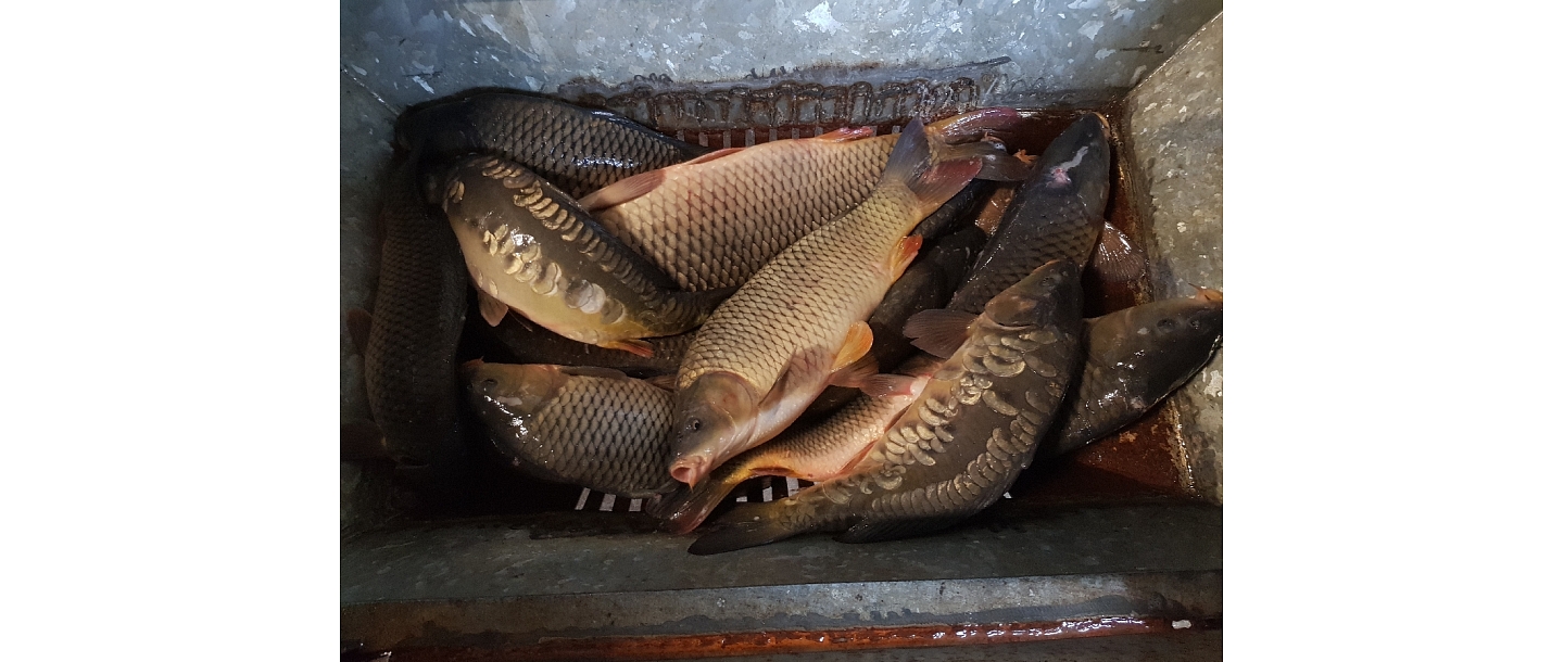 fish products