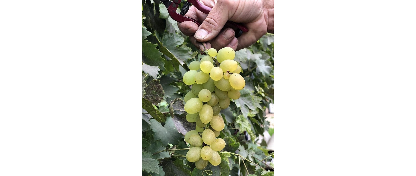 Grapes, 
grape plant growing, trade