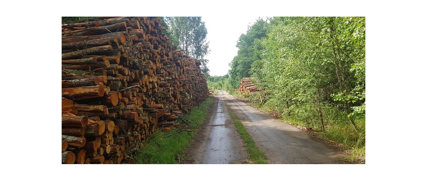 "AlderWood", LTD, Logging in Kurzeme