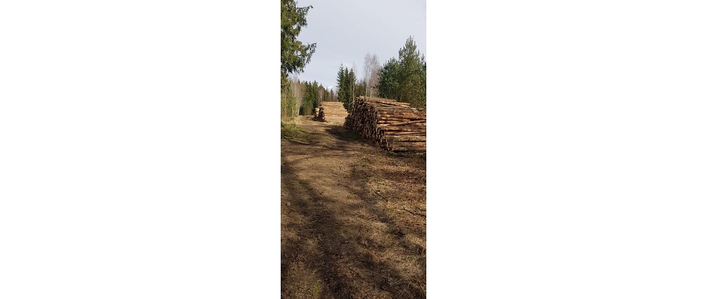 "AlderWood", LTD, Logging in Kurzeme