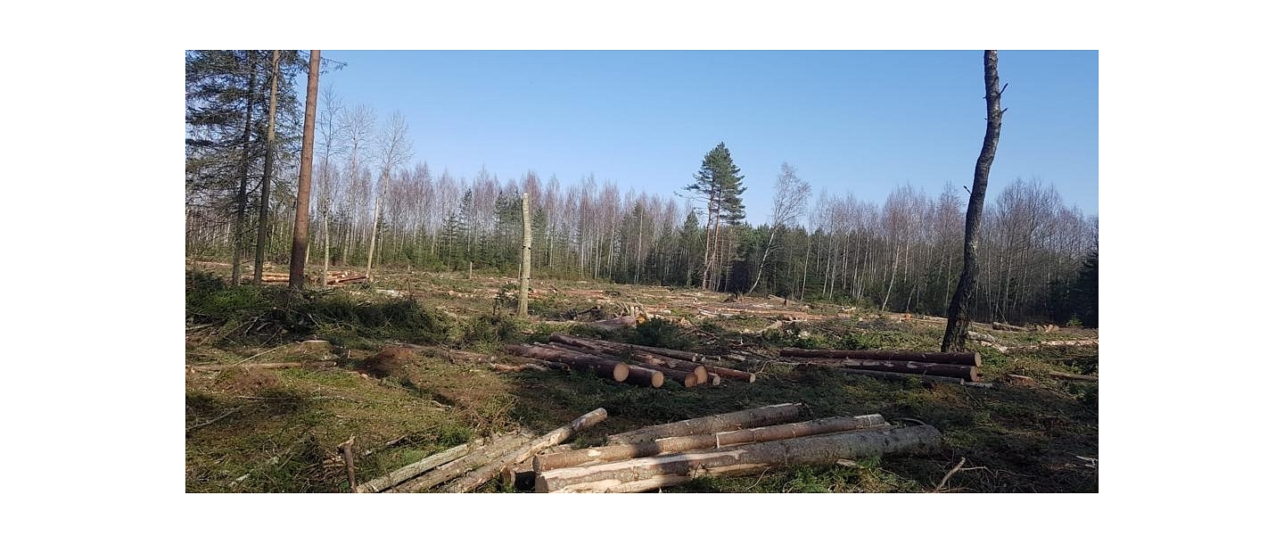 "AlderWood", LTD, Logging in Kurzeme
