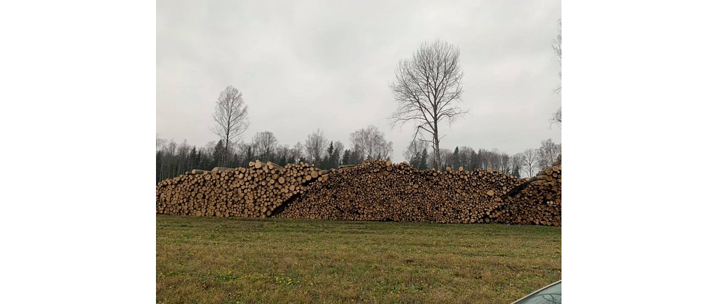 Logging services: forwarder, trimming heads, chipping, overgrowth treatment.