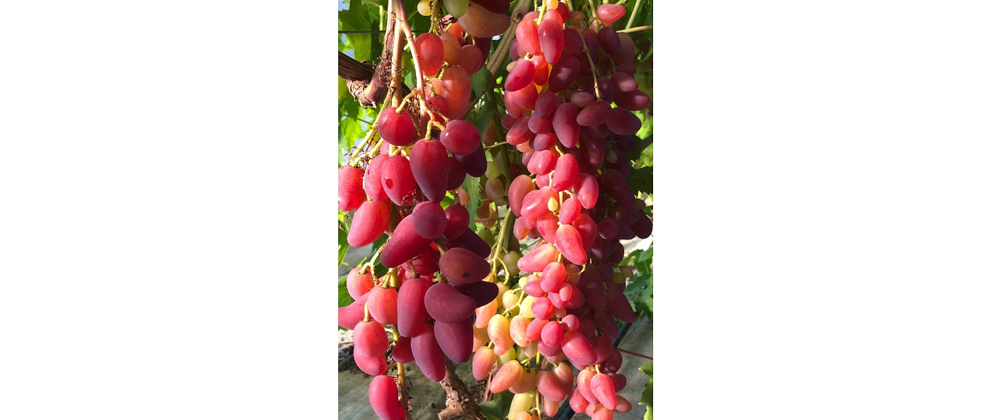 Grapes, 
grape plant growing, trade