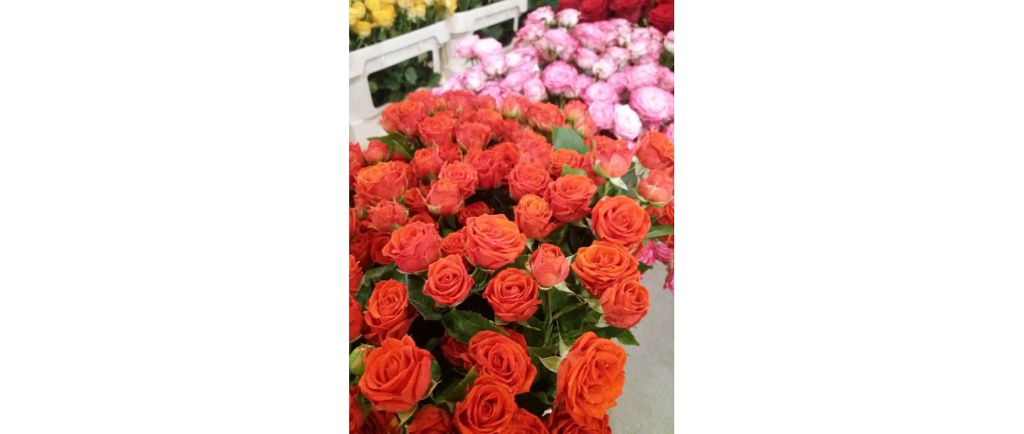 Golden flower Flower shop in Ventspils