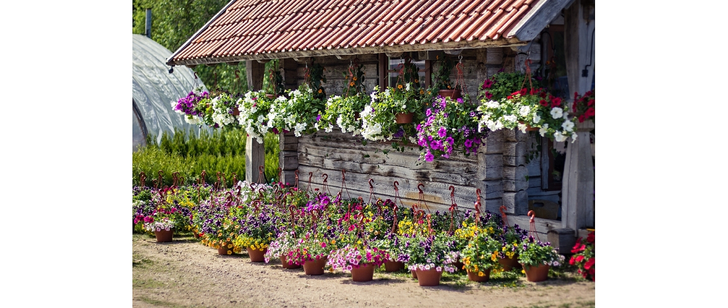 Growing and marketing of ornamental and flowering plants