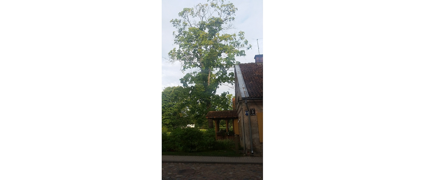 Bīstamo koku zāģēšana, koku kopšana, arborists