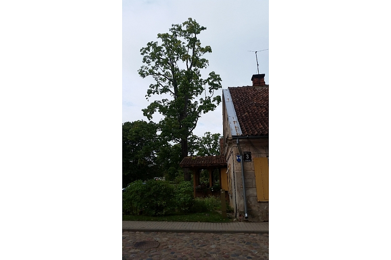 Bīstamo koku zāģēšana, koku kopšana, arborists