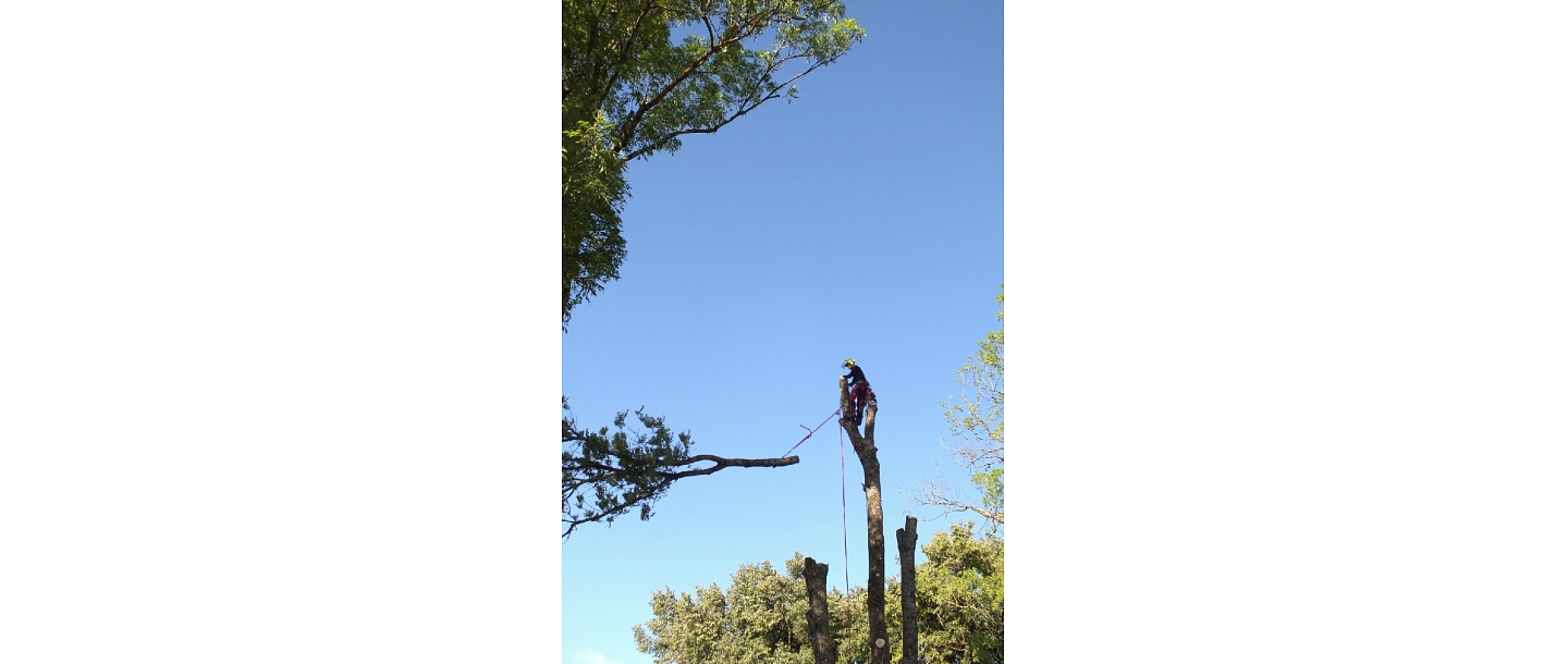 Bīstamo koku zāģēšana, koku kopšana, arborists