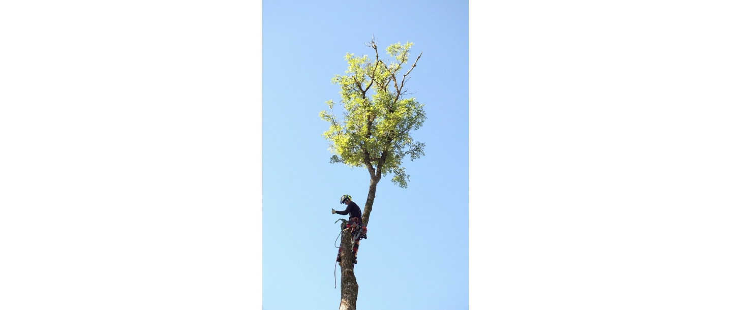 Dangerous tree cutting, tree care, arborist