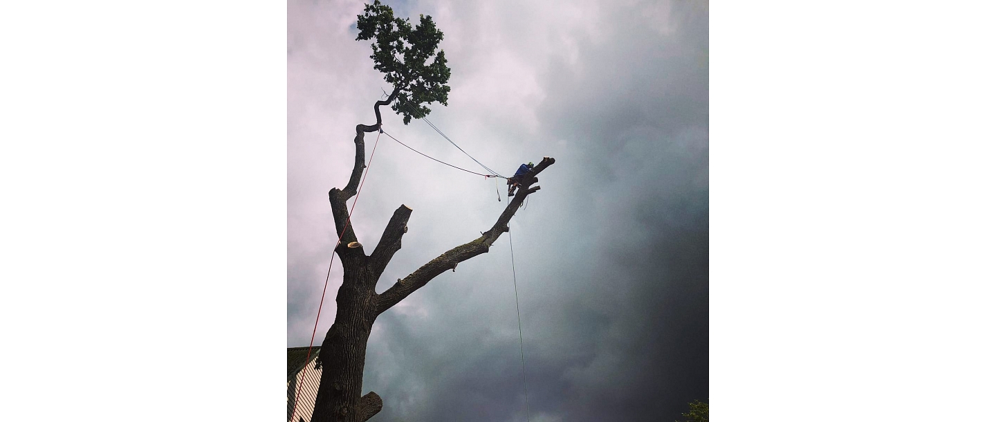 Bīstamo koku zāģēšana, koku kopšana, arborists