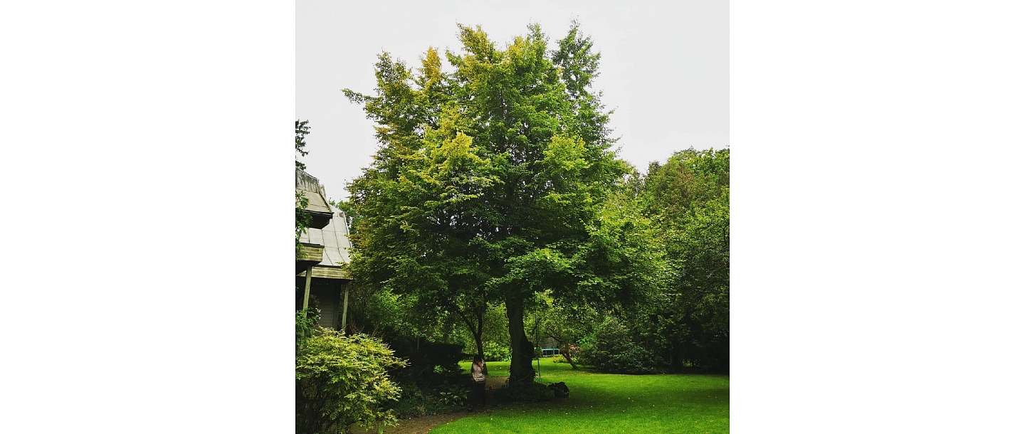 Dangerous tree cutting, tree care, arborist