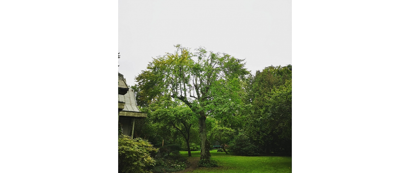Bīstamo koku zāģēšana, koku kopšana, arborists