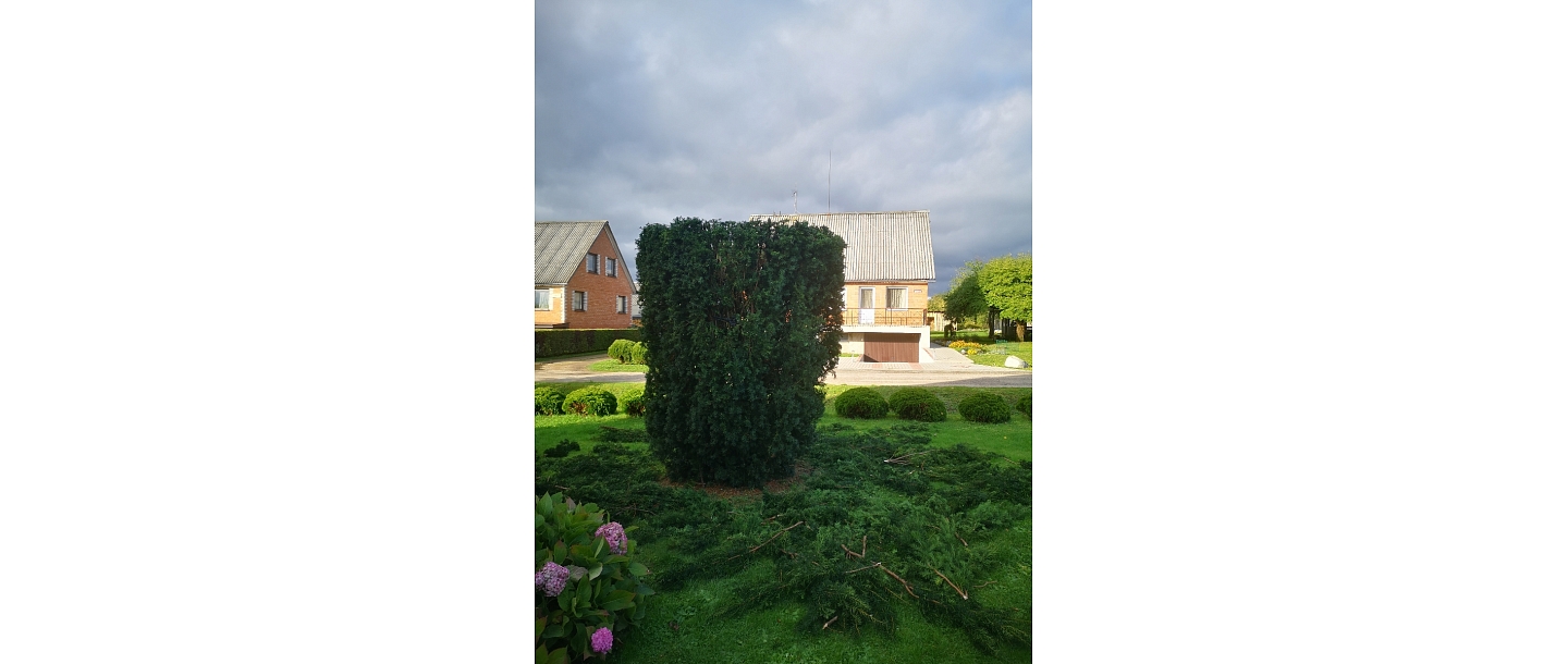 Bīstamo koku zāģēšana, koku kopšana, arborists